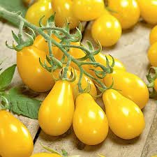 Tomat 'Yellow Pearshaped'