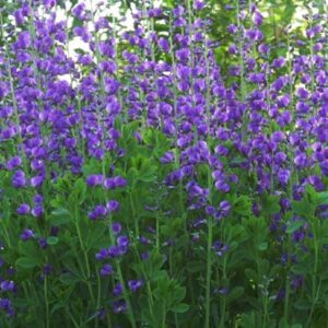 Sinine baptiisia 'Indigo Sky'