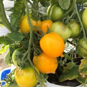 Tomat 'Citrina'