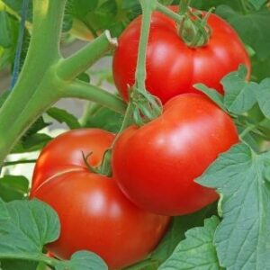 Tomat 'Krakus'
