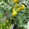 Tomat 'Green Grape' - Image 3