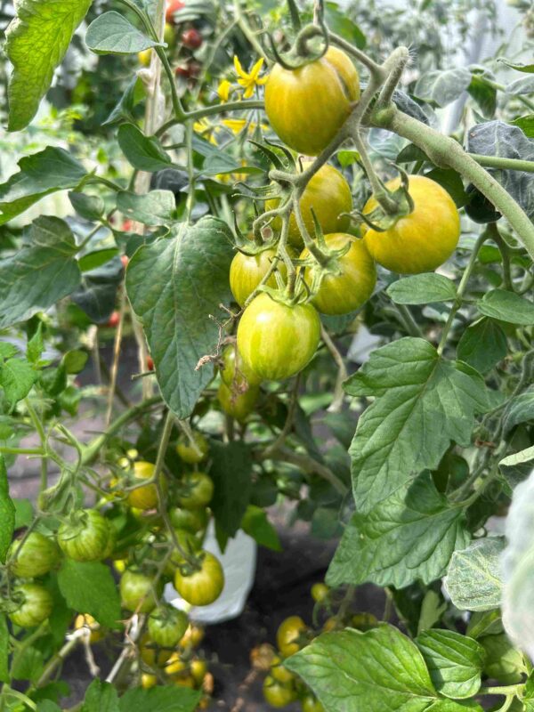 Tomat 'Green Grape' - Image 3