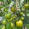 Tomat 'Green Grape' - Image 4