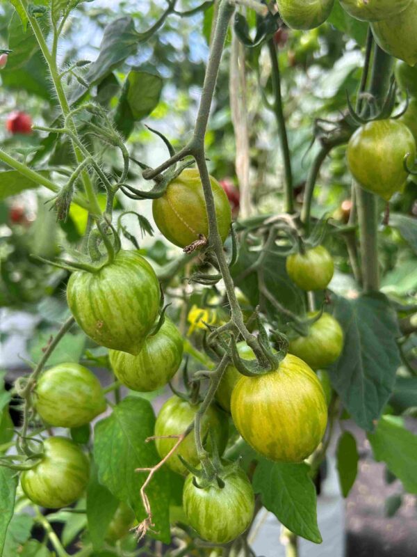 Tomat 'Green Grape' - Image 4