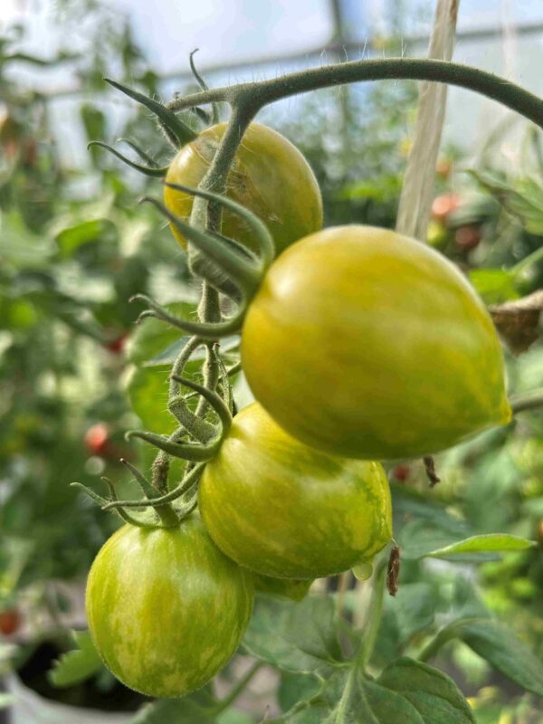 Tomat 'Green Grape' - Image 5