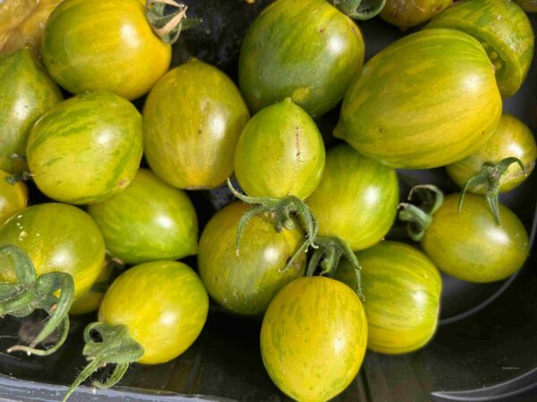 Tomat 'Green Grape' - Image 2