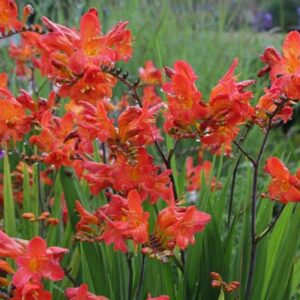 Kaeralill 'Limpopo'