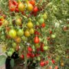Tomat 'Red Dwarf Romanian' - Image 4