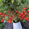Tomat 'Red Dwarf Romanian' - Image 2
