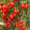 Tomat 'Red Dwarf Romanian' - Image 3