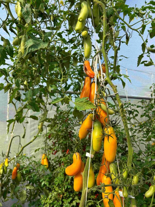 Tomat 'Siberian Bananas' - Image 7