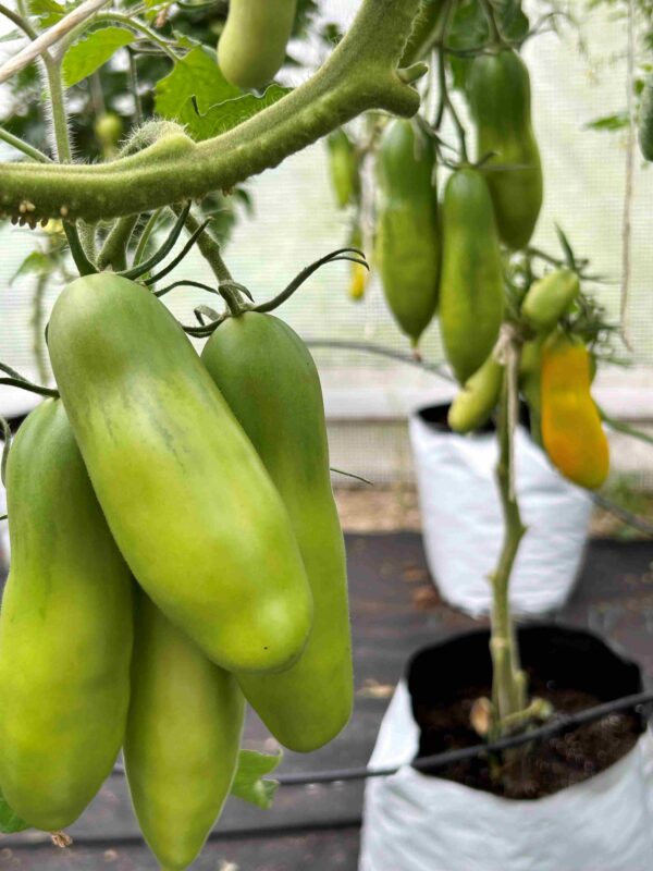 Tomat 'Siberian Bananas' - Image 2