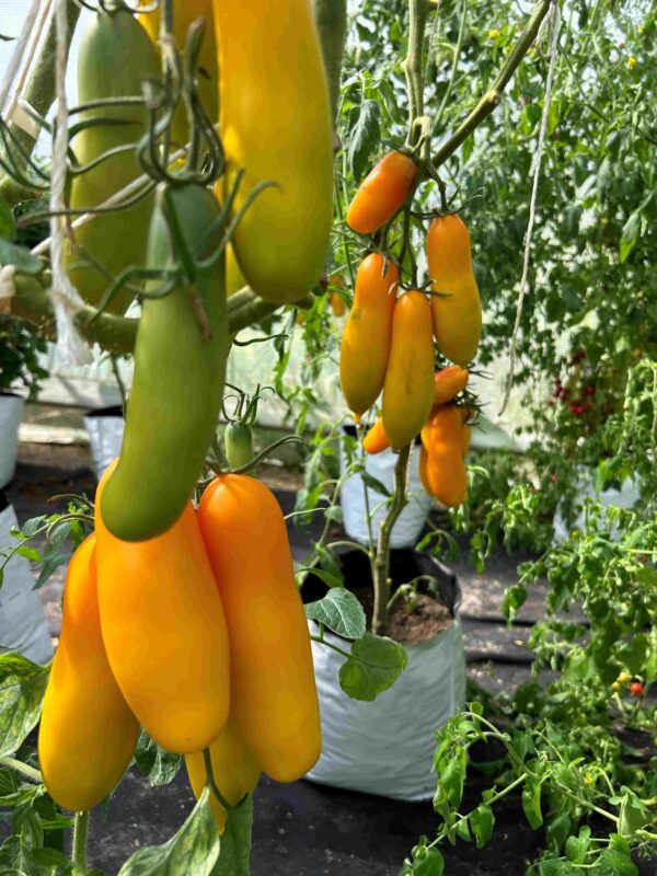 Tomat 'Siberian Bananas' - Image 4