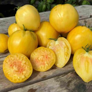 Tomat 'White Oxheart'