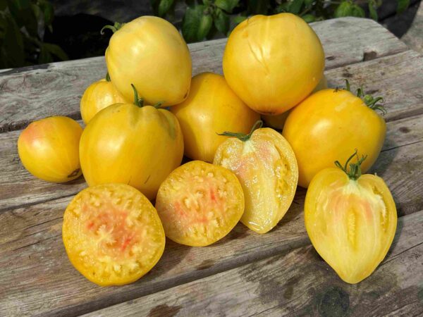 Tomat 'White Oxheart'