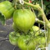 Tomat 'White Oxheart' - Image 2