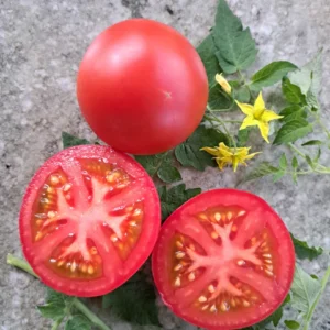 Tomat 'Hoffmann´s Rentita'