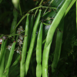 Latt-aeduba 'Isabel'