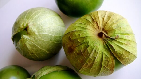 Mehhiko füüsal ehk tomatillofüüsal