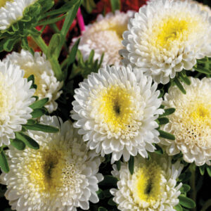 Hiina aedaster Matsumoto 'White'