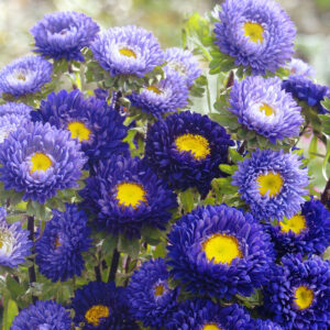 Hiina aedaster Matsumoto 'Blue'
