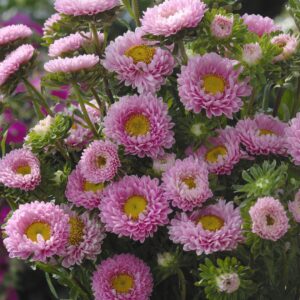 Hiina aedaster Matsumoto 'Pink'