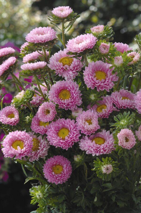 Hiina aedaster Matsumoto 'Pink'