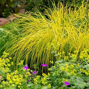 Luhttarn 'Bowles Golden'