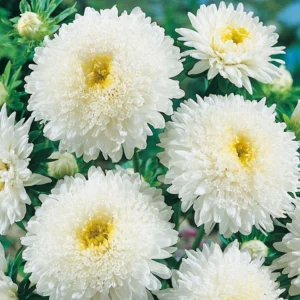 Hiina aedaster 'Benary`s Princess White'