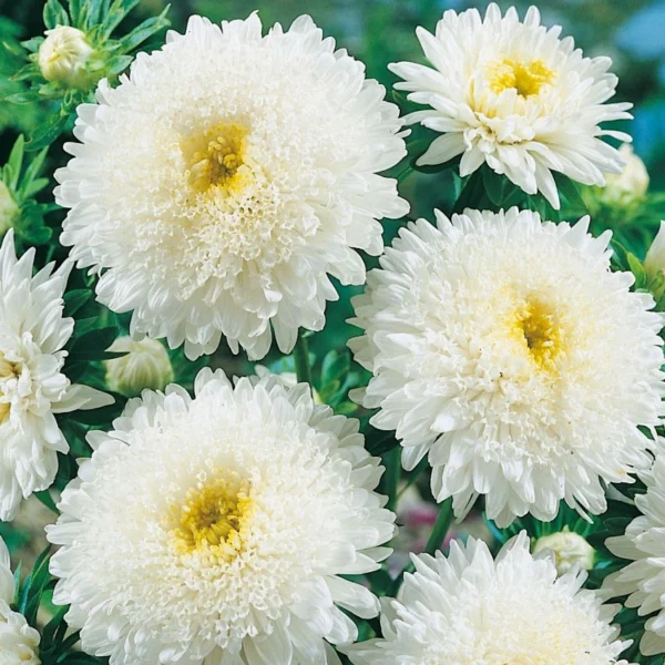 Hiina aedaster 'Benary`s Princess White'
