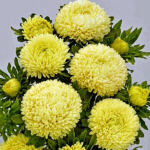 Hiina aedaster Gala 'Yellow'
