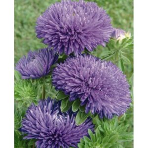 Hiina aedaster Gala 'Blue'
