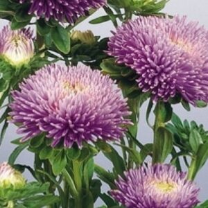 Hiina aedaster Gala 'Lavender'