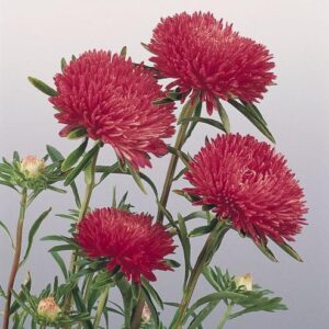 Hiina aedaster Gala 'Scarlet'