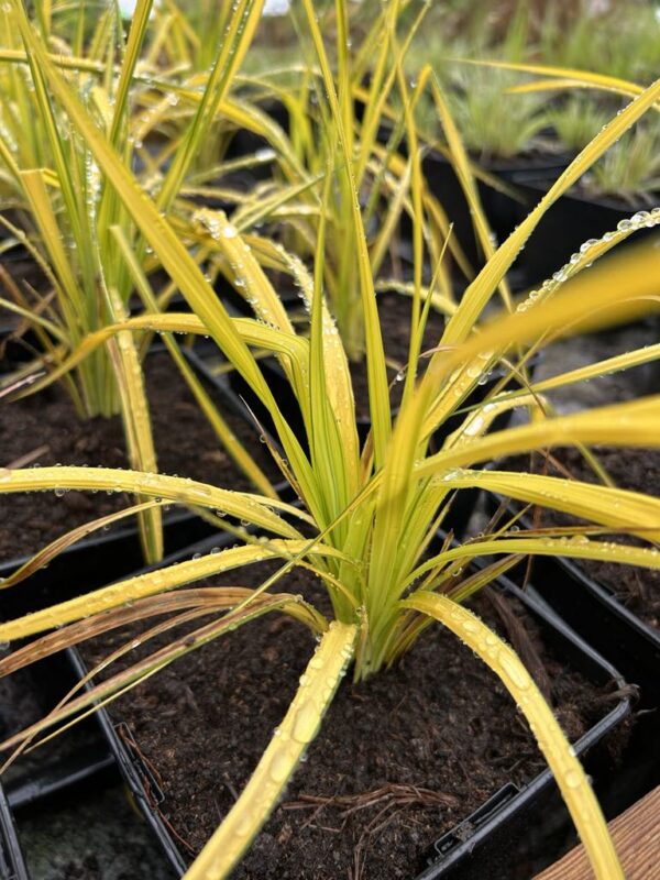 Luhttarn 'Bowles Golden' - Image 2