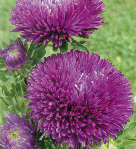 Hiina aedaster Gala 'Purple'