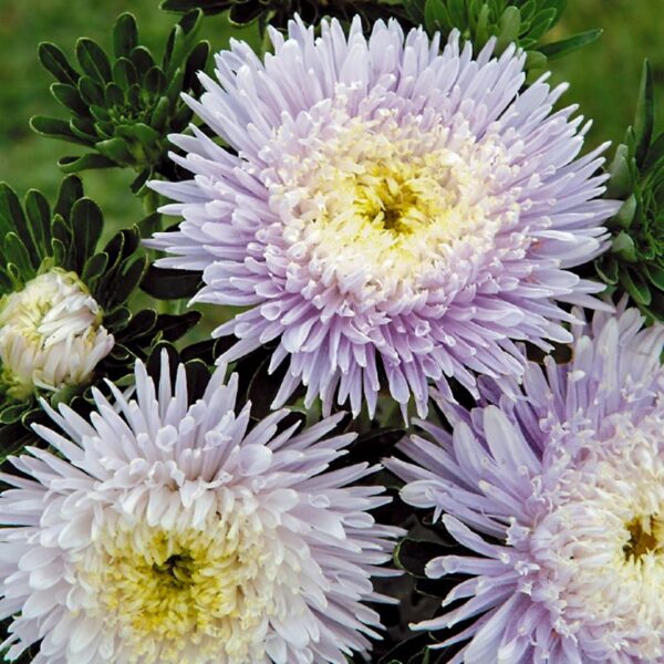 Hiina aedaster Matador 'Soft Blue'