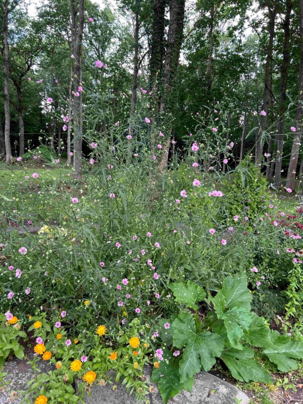Kanepaltee - Image 2
