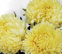 Hiina aedaster Chrisantella 'Limoncello'