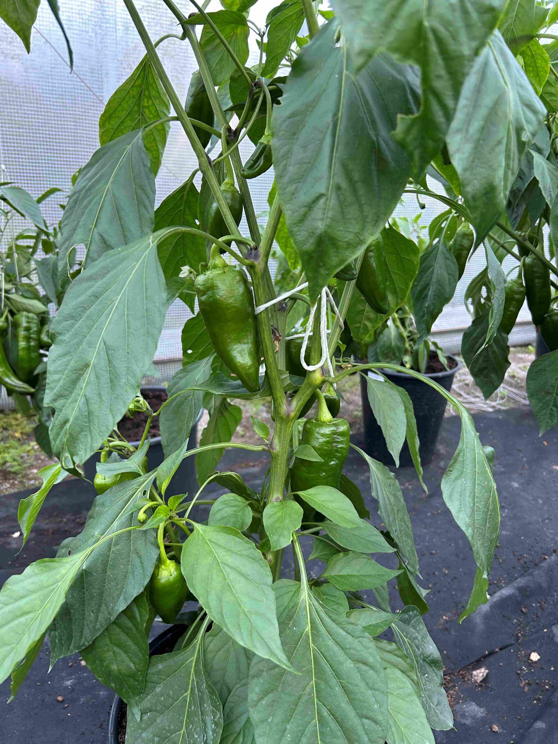 Magus paprika 'Ramiro Chocolate' - Image 3