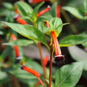 Tulipunane sigaretilill  'Cigarette Glow'