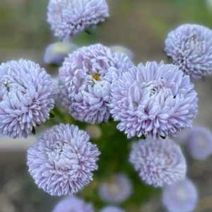 Hiina aedaster Chrisantella 'Moonstone'