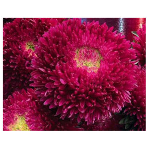 Hiina aedaster Chrisantella 'Tropicana'