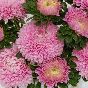 Hiina aedaster Chrisantella 'Love Me Tender'