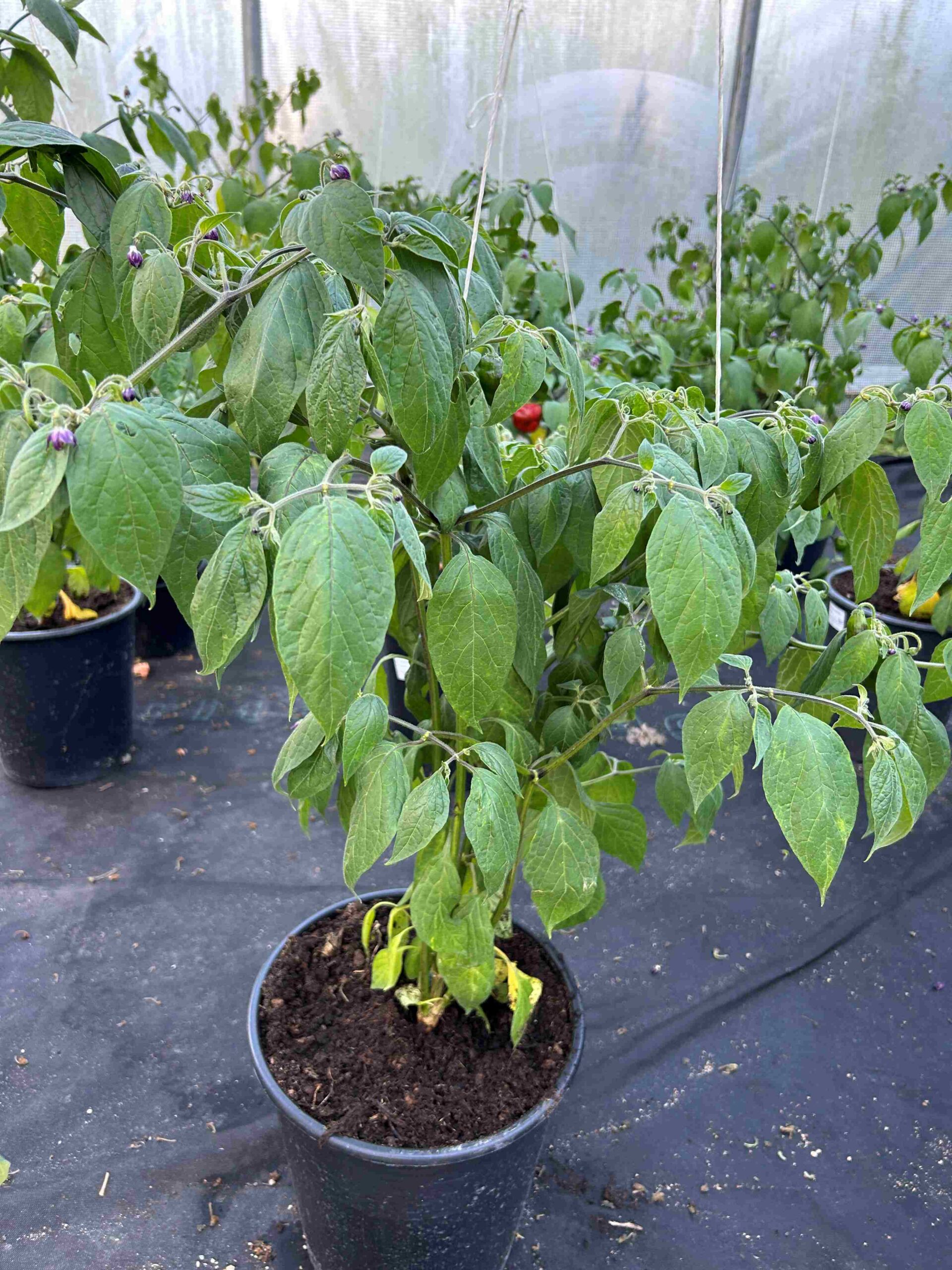 Karvane paprika 'Costa Rica' - Image 5