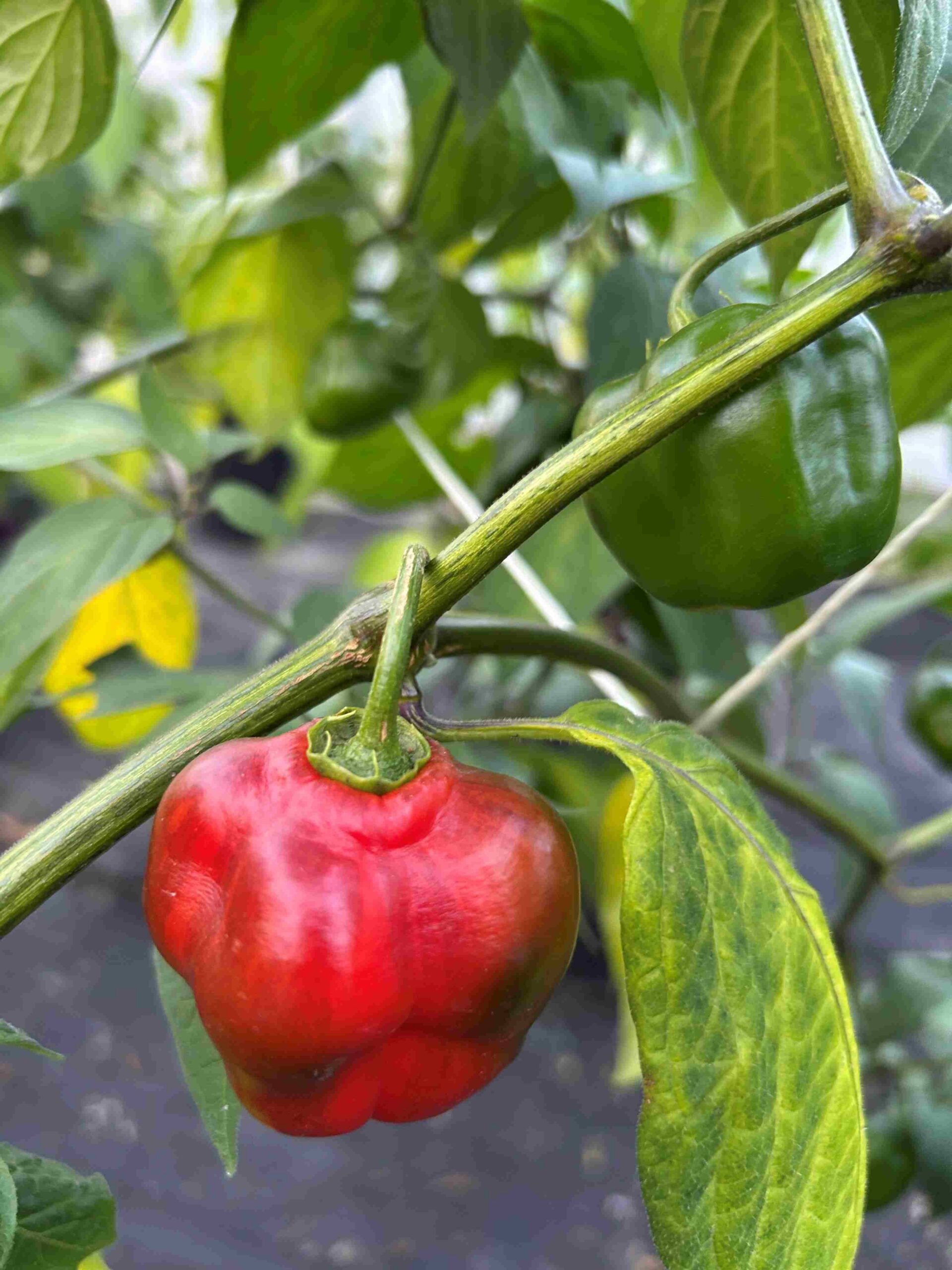 Karvane paprika 'Costa Rica' - Image 4