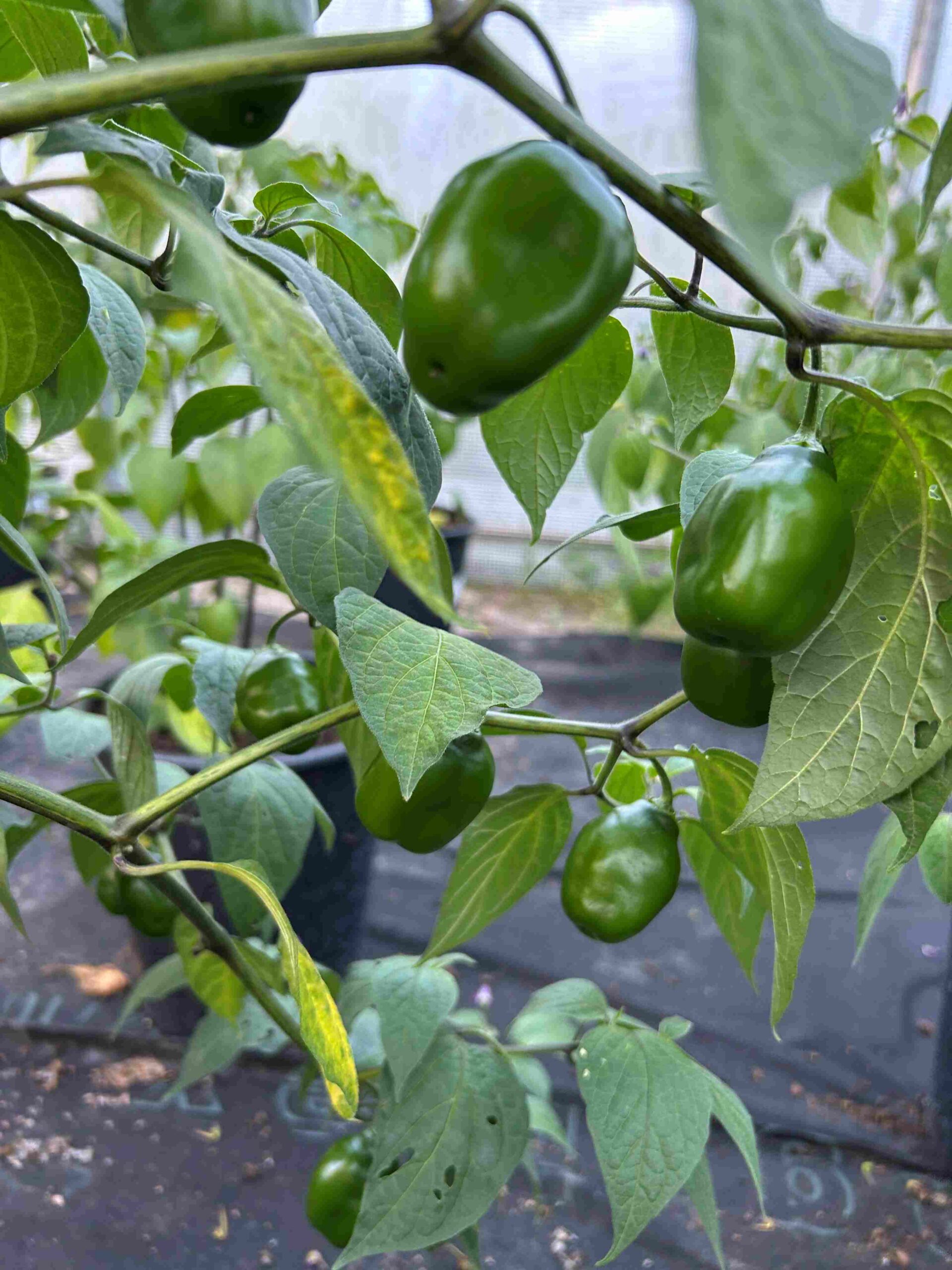 Karvane paprika 'Costa Rica' - Image 3