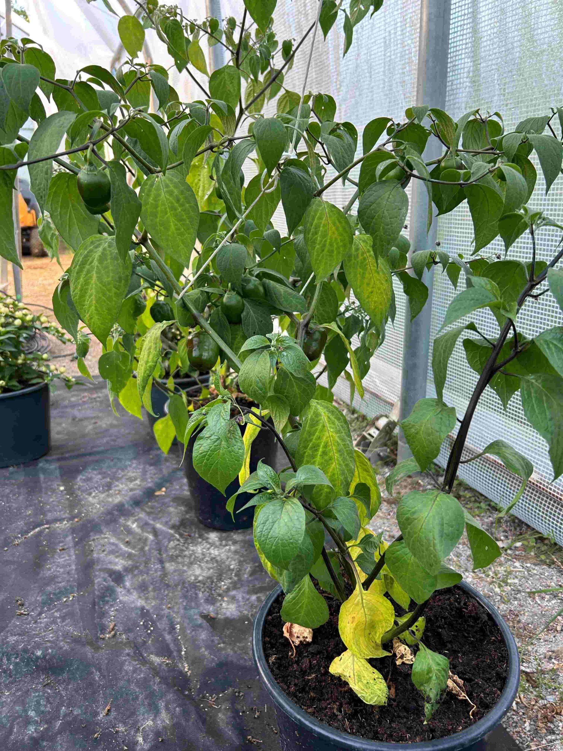 Karvane paprika 'Costa Rica' - Image 9