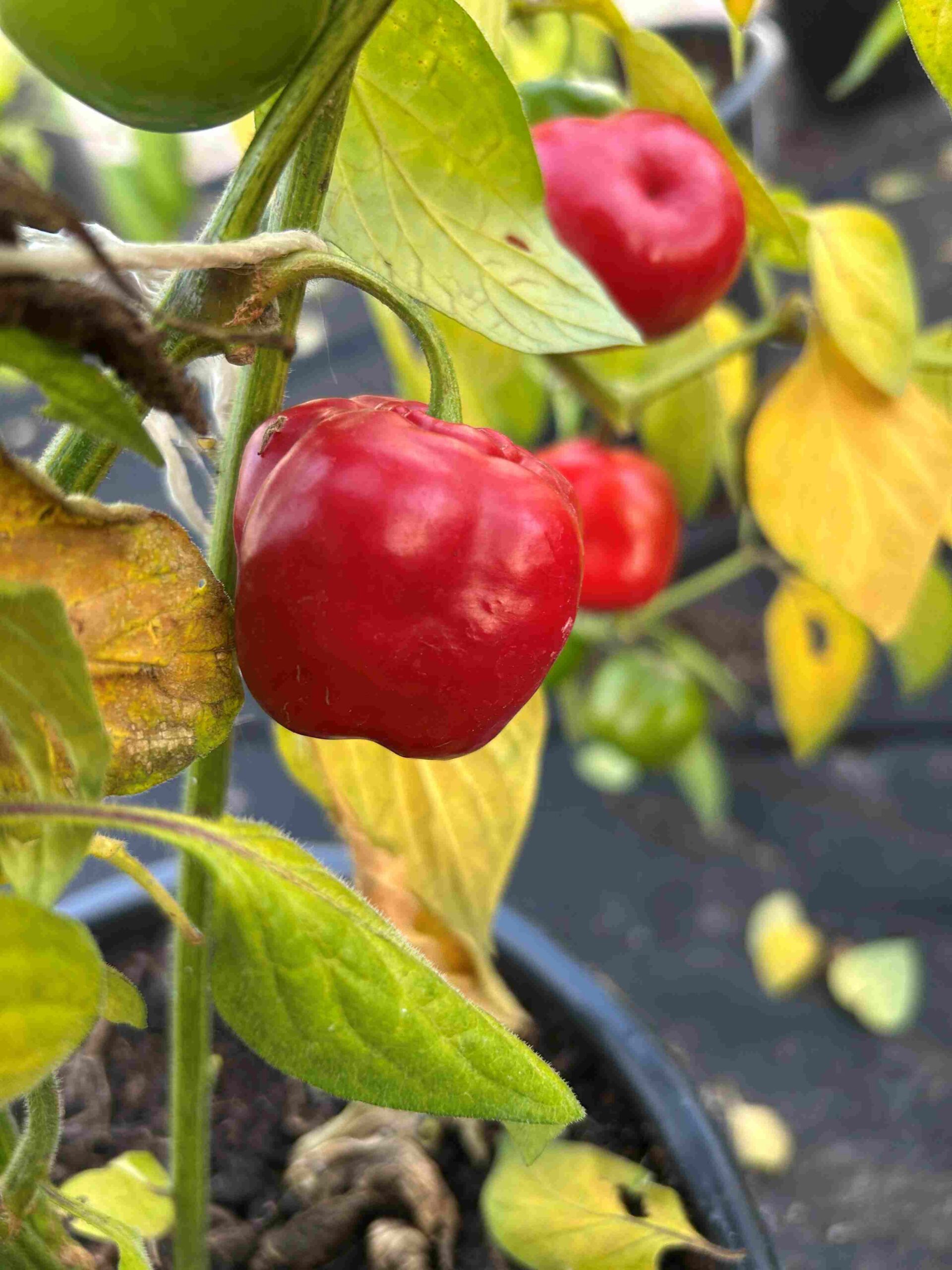 Karvane paprika 'Costa Rica' - Image 2