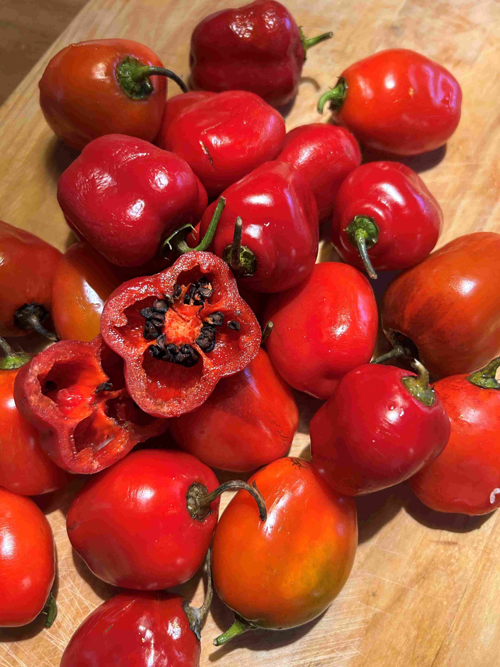 Karvane paprika 'Costa Rica' - Image 7